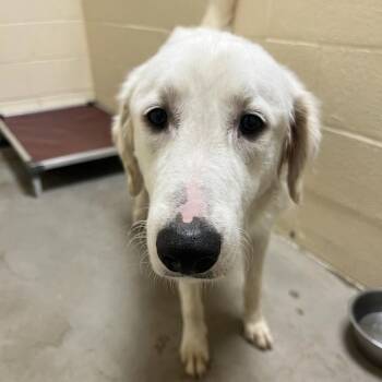 Scarlett -  Great Pyrenees Dog for Adoption in Palestine, Texas - Scarlett | PetCurious