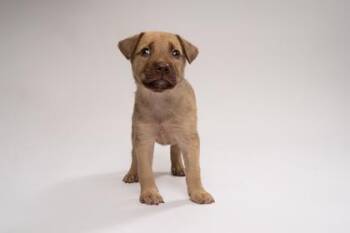 Scarlett -  Mixed Breed Dog for Adoption in Fort Worth, Texas - Scarlett | PetCurious
