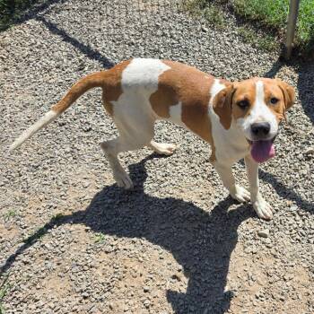 Letti -  Hound and Mixed Breed Dog for Adoption in Walden, New York - Letti | PetCurious