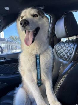 Spencer -  Husky Dog for Adoption in Maitland, Florida - Spencer | PetCurious
