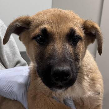 German Shepherd Dog and Cattle Dog Dogs Available for Adoption - Red Bull | PetCurious