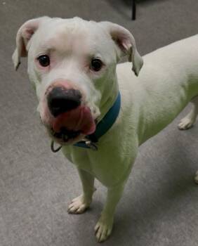 Chance -  Mixed Breed Dog for Adoption in Osseo, Michigan - Chance | PetCurious