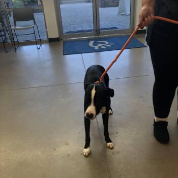 Pit Bull Terrier Dogs Available for Adoption in York, Pennsylvania - YORK-Stray-15747 | PetCurious