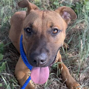 Ripley -  Black Mouth Cur and Boxer Dog for Adoption in Boerne, Texas - Ripley | PetCurious