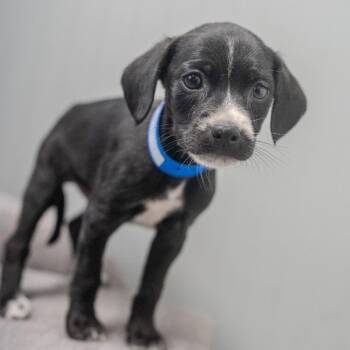 Zoro -  Chihuahua and Mixed Breed Dog for Adoption in Pawling, New York - Zoro | PetCurious