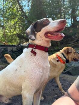 German Shorthaired Pointer Dogs Available for Adoption in Cloquet, Minnesota - Ranger | PetCurious