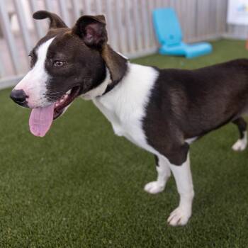 Gretel -  Mixed Breed Dog for Adoption in Palm Springs, California - Gretel | PetCurious