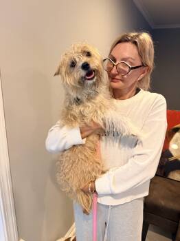 Ace -  West Highland White Terrier Westie and Yorkshire Terrier Dog for Adoption in Shrewsbury, Massachusetts - Ace | PetCurious