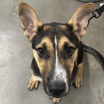 German Shepherd Dog and Husky Dogs Available for Adoption in Tampa, Florida - Knox | PetCurious