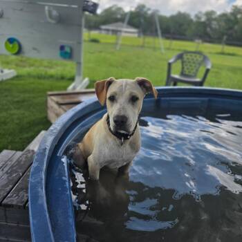 Ian -  Mixed Breed Dog for Adoption in Williston, Florida - Ian | PetCurious