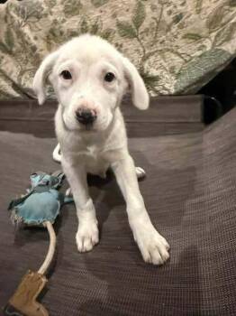 Labrador Retriever and Great Pyrenees Dogs Available for Adoption - Greek Gods And Goddesses: Apollo | PetCurious