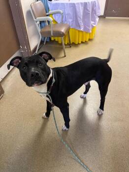 Mixed Breed Dogs Available for Adoption in Springfield, Ohio - Corndog | PetCurious