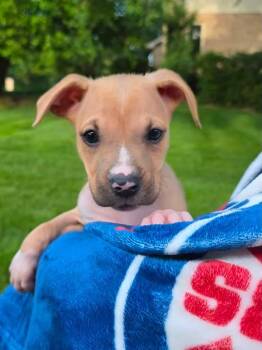 August -  Pit Bull Terrier Dog for Adoption in Orland Park, Illinois - August | PetCurious