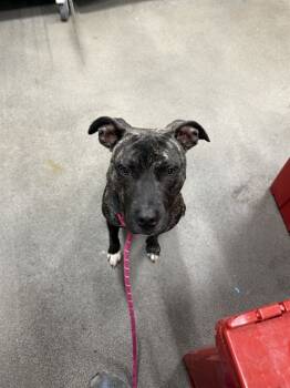 Rescue Terrier Dogs for Adoption - TOOTSIE ROLL | PetCurious