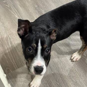 Dale -  Boxer and Pit Bull Terrier Dog for Adoption - Dale | PetCurious