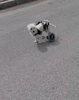 Daisy -  Terrier Dog for Adoption in San Antonio, Texas - Daisy | PetCurious