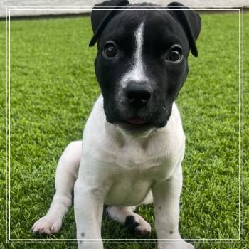 Rescue Pit Bull Terrier Dogs for Adoption in Chandler, Arizona - Marcella | PetCurious