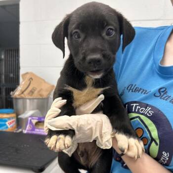 Storm 1 Male -  Labrador Retriever and Mixed Breed Dog for Adoption in Fairfax Station, Virginia - Storm 1 Male | PetCurious