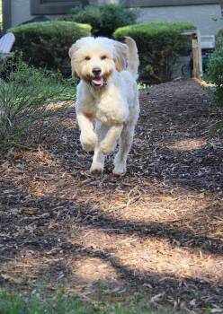 Jasper -  Poodle and Yellow Labrador Retriever Dog for Adoption in Charlotte, North Carolina - Jasper | PetCurious