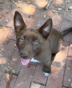 Honey -  Husky and Border Collie Dog for Adoption in Santa Paula, California - Honey | PetCurious
