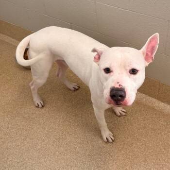 Rescue American Staffordshire Terrier Dogs for Adoption in Bristol, Indiana - Slim Jim | PetCurious