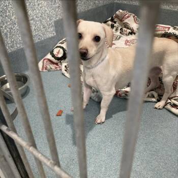 Chihuahua Dogs Available for Adoption in Hawthorne, California - Thyme | PetCurious