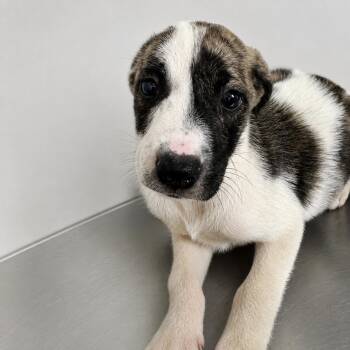 Pupperoni -  Hound Dog for Adoption in Portland, Maine - Pupperoni | PetCurious