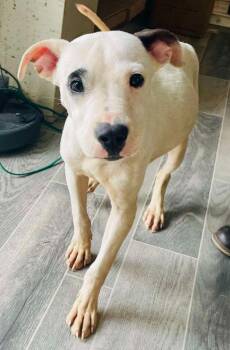 Chip -  Pit Bull Terrier and Dalmatian Dog for Adoption in Nashville, Georgia - Chip | PetCurious