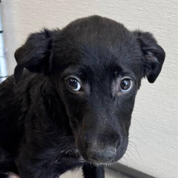 Joey -  Mixed Breed Dog for Adoption in Las Cruces, New Mexico - Joey | PetCurious