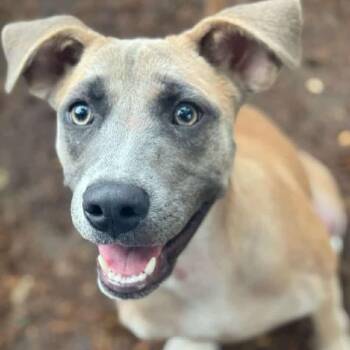 Rescue Hound and Terrier Dogs for Adoption in Wadena, Minnesota - Merica | PetCurious