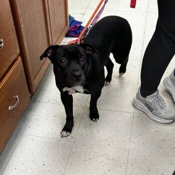 The Encore -  Mixed Breed Dog for Adoption in Davenport, Iowa - The Encore | PetCurious