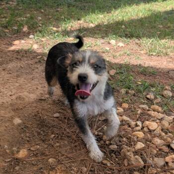 Rescue Mixed Breed Dogs for Adoption in Houston, Texas - Beth Boland | PetCurious