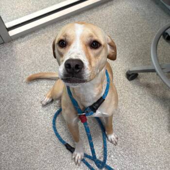 Labrador Retriever Dogs Available for Adoption - Sweetpea | PetCurious