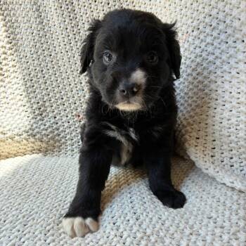 Amp -  Labrador Retriever and Mixed Breed Dog for Adoption - Amp | PetCurious