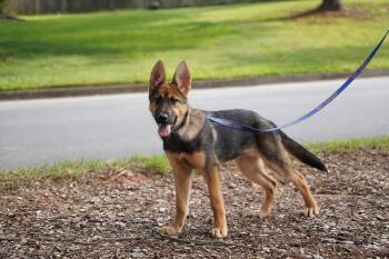 Britney -  German Shepherd Dog Dog for Adoption in Dacula, Georgia - Britney | PetCurious