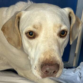112755 -  Mixed Breed Dog for Adoption in Las Cruces, New Mexico - 112755 | PetCurious