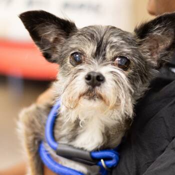 Rescue Chihuahua and Mixed Breed Dogs for Adoption in Cumming, Georgia - Porter 21919 | PetCurious