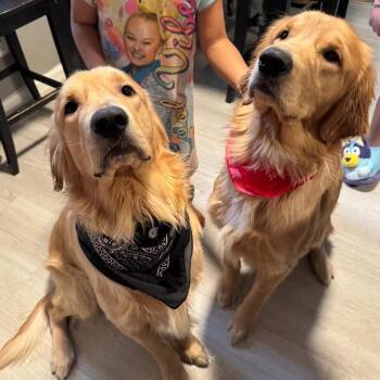 Golden Retriever Dogs Available for Adoption - Koda | PetCurious