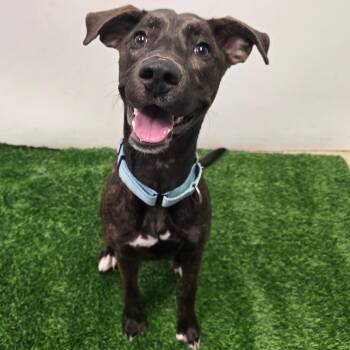 Jackie -  Mixed Breed Dog for Adoption in Columbia, Missouri - Jackie | PetCurious