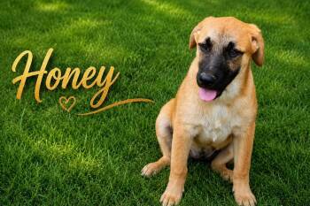 Honey -  Labrador Retriever Dog for Adoption - Honey | PetCurious