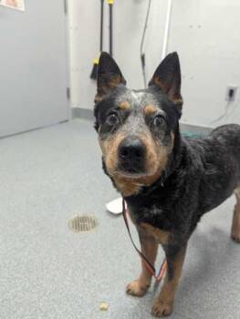Mixed Breed Dogs Available for Adoption in Sevierville, Tennessee - Blue | PetCurious