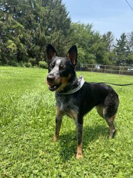 Digger -  Australian Cattle Dog Blue Heeler Dog for Adoption in Upper Sandusky, Ohio - Digger | PetCurious