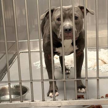 Servine -  Mixed Breed Dog for Adoption in Davenport, Iowa - Servine | PetCurious