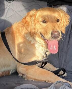 Tucker -  Golden Retriever Dog for Adoption in Alden, New York - Tucker | PetCurious