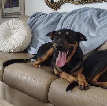 Caleb -  Shepherd and Australian Kelpie Dog for Adoption in Los Angeles, California - Caleb | PetCurious