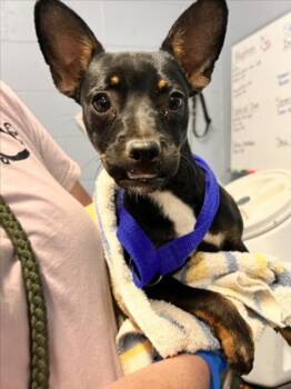 *CATERPIE -  Terrier Dog for Adoption in Woodland, California - *CATERPIE | PetCurious
