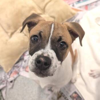 Mixed Breed Dogs Available for Adoption - Barney | PetCurious