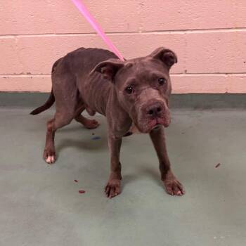 Macho -  Mixed Breed Dog for Adoption in Memphis, Tennessee - Macho | PetCurious