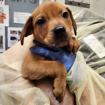 Mixed Breed Dogs Available for Adoption in Murray, Utah - Marmee | PetCurious