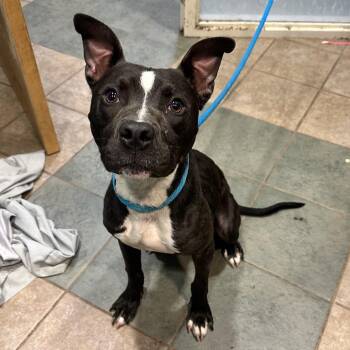 Parker -  Mixed Breed Dog for Adoption in Chattanooga, Tennessee - Parker | PetCurious